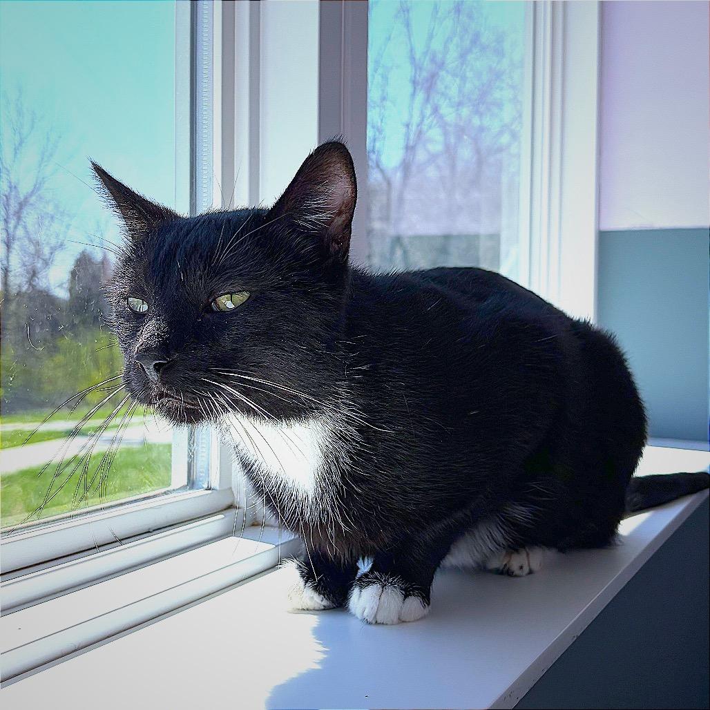 Enlarge Douglass, a Adoptable Domestic Short Hair in Hannibal, MO image 4/6