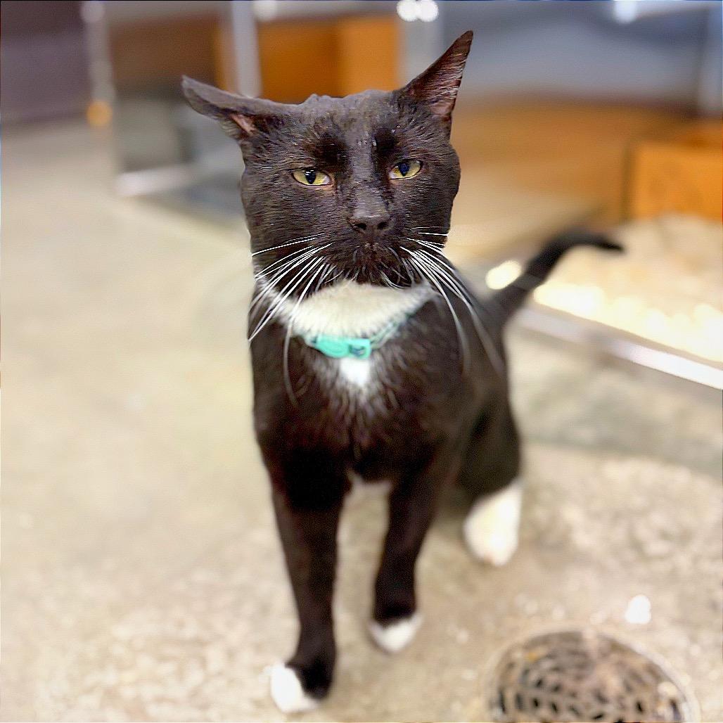 Enlarge Douglass, a Adoptable Domestic Short Hair in Hannibal, MO image 3/4