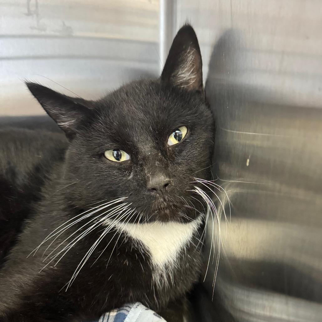 Enlarge Douglass, a Adoptable Domestic Short Hair in Hannibal, MO image 3/3