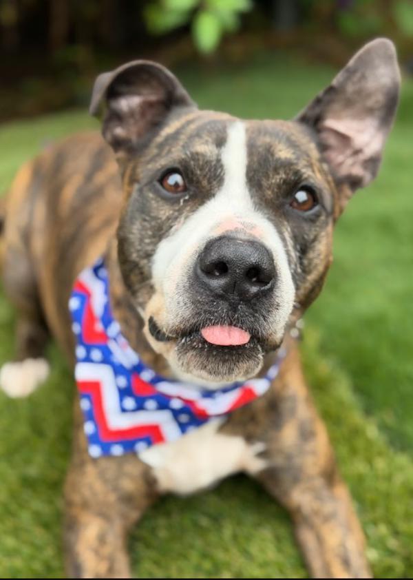 Ace, Adoptable, Adult Male Boxer.