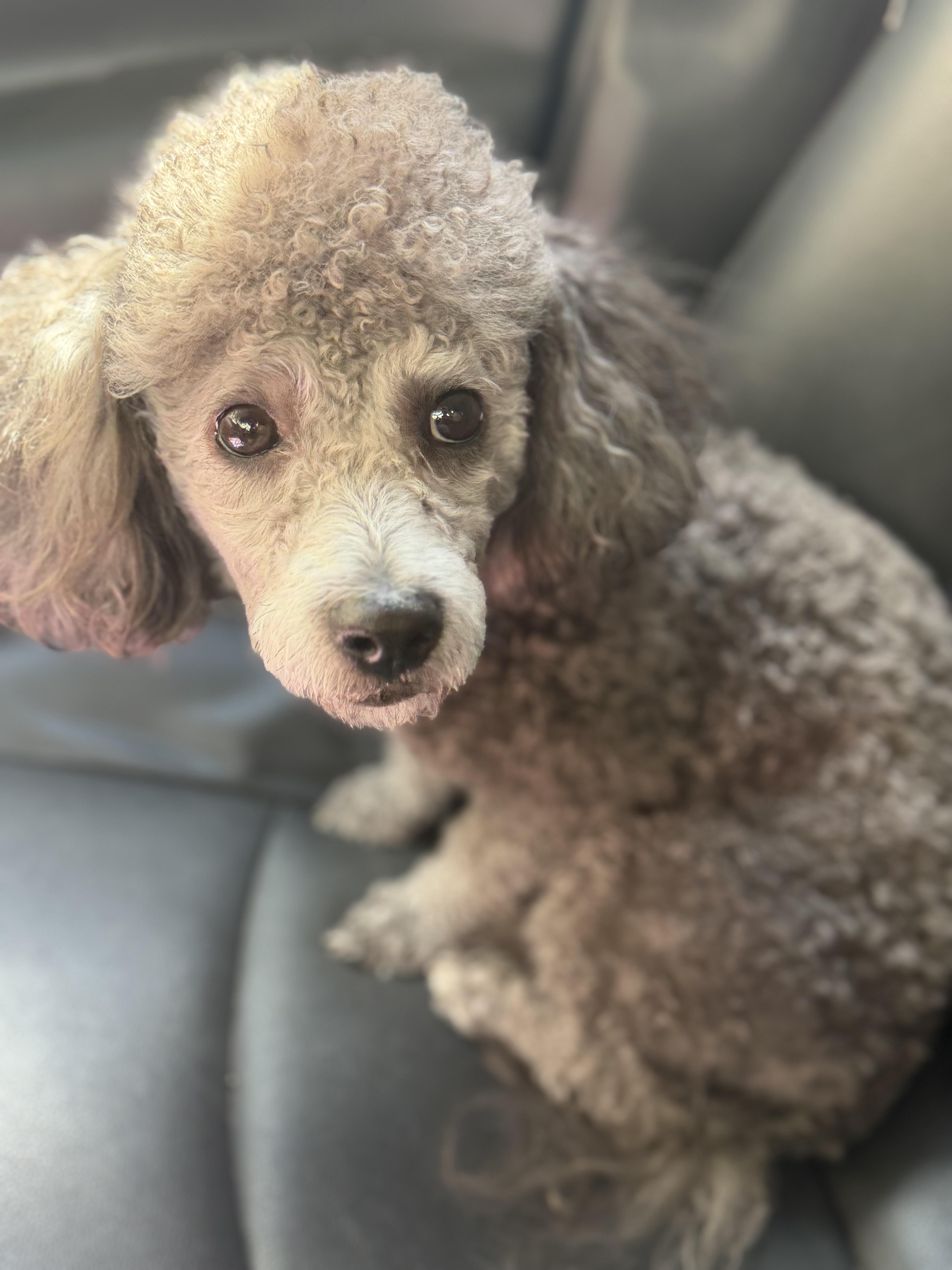 Enlarge Cooper, a Adoptable Miniature Poodle in Yuba City, CA image 2/5