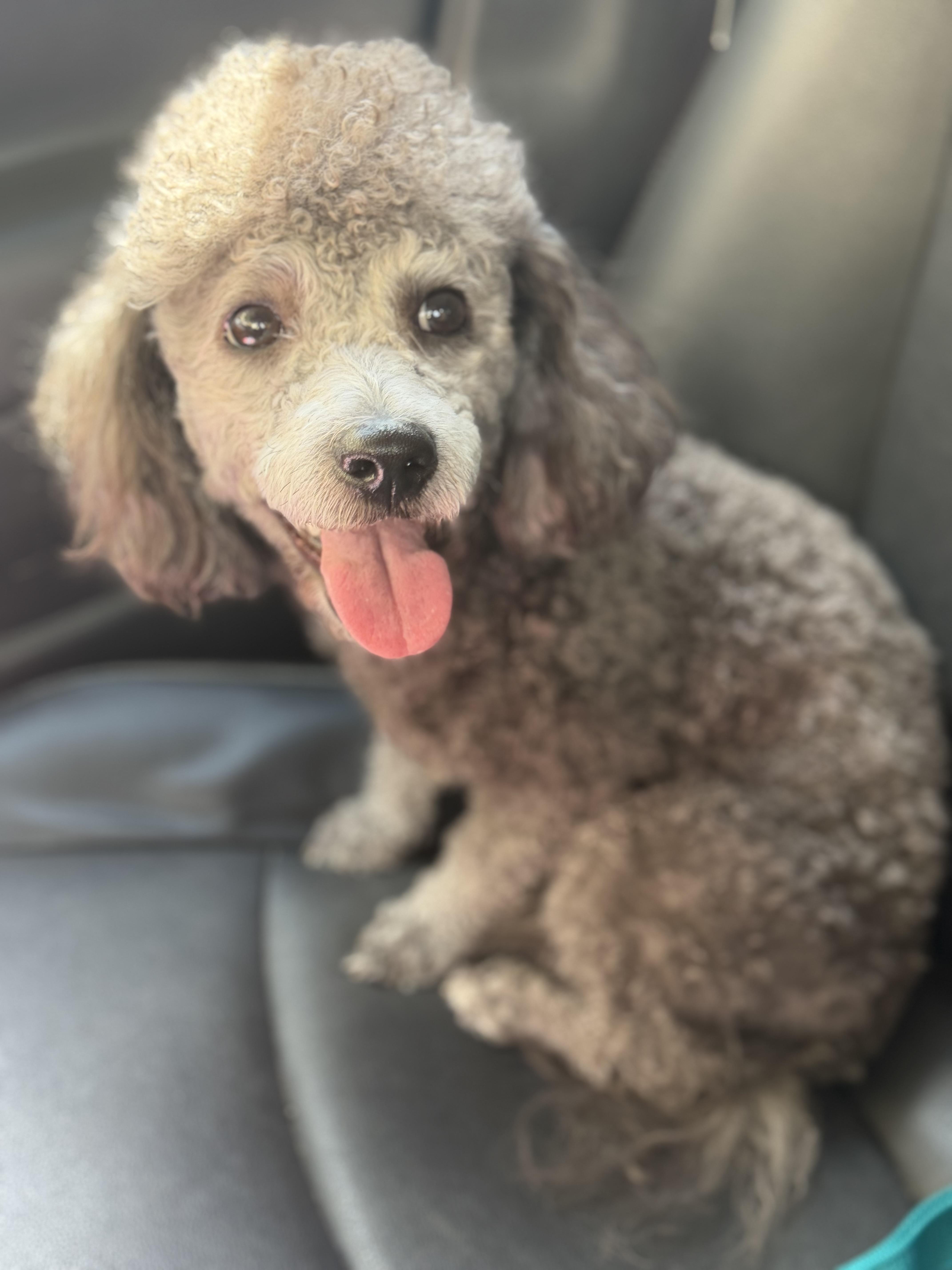 Enlarge Cooper, a Adoptable Miniature Poodle in Yuba City, CA image 3/5
