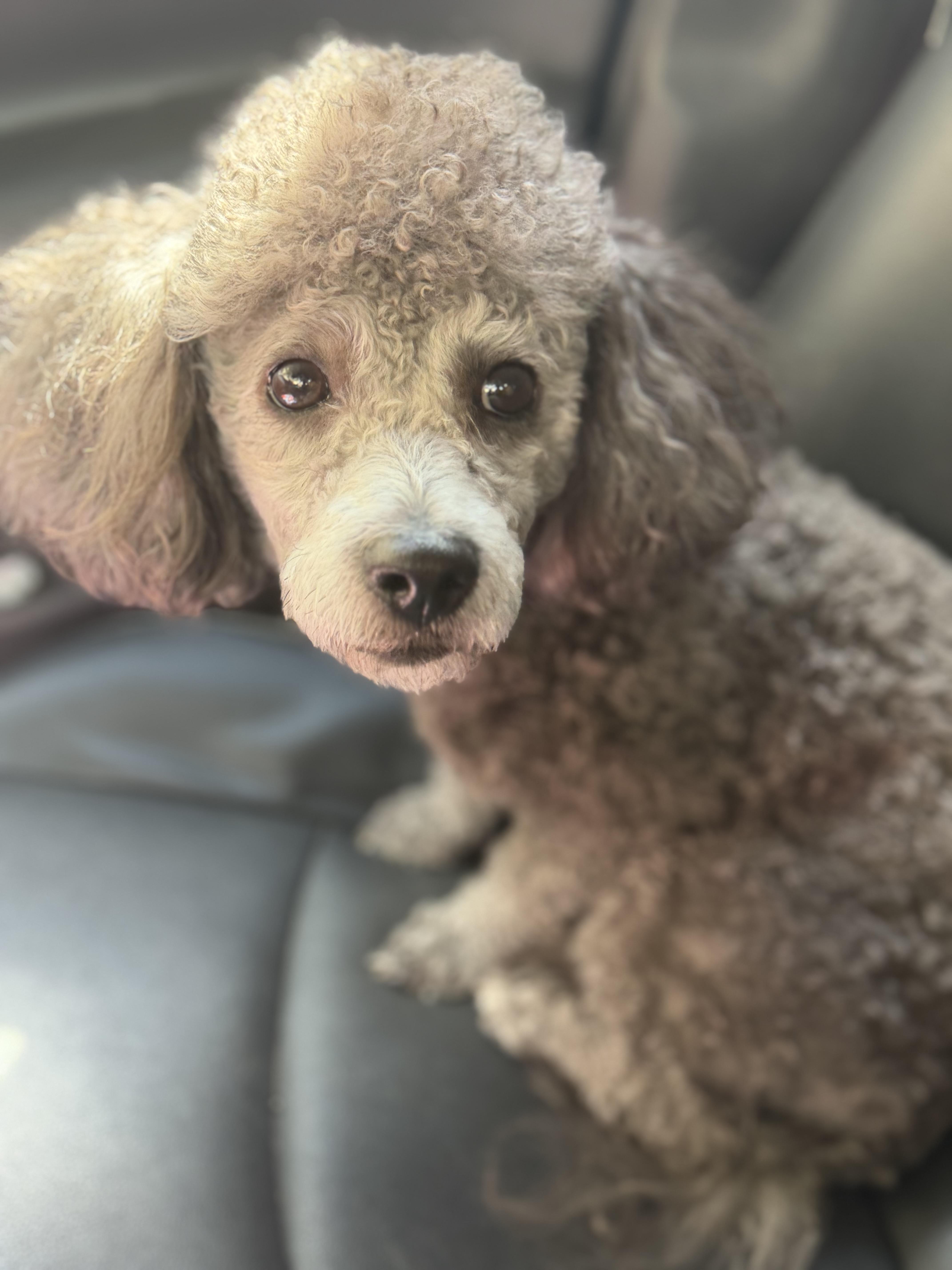 Enlarge Cooper, a Adoptable Miniature Poodle in Yuba City, CA image 1/5