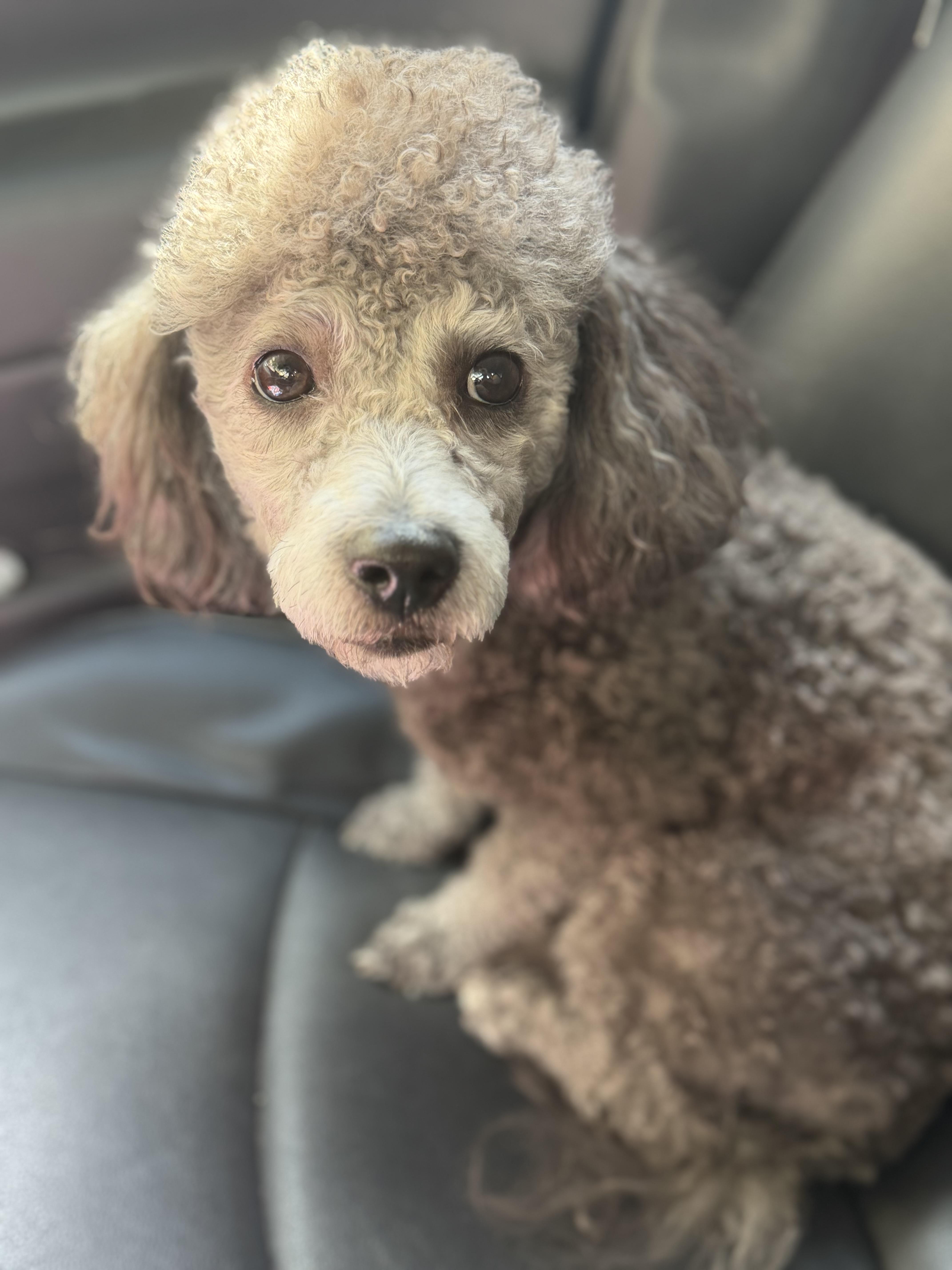 Enlarge Cooper, a Adoptable Miniature Poodle in Yuba City, CA image 5/5