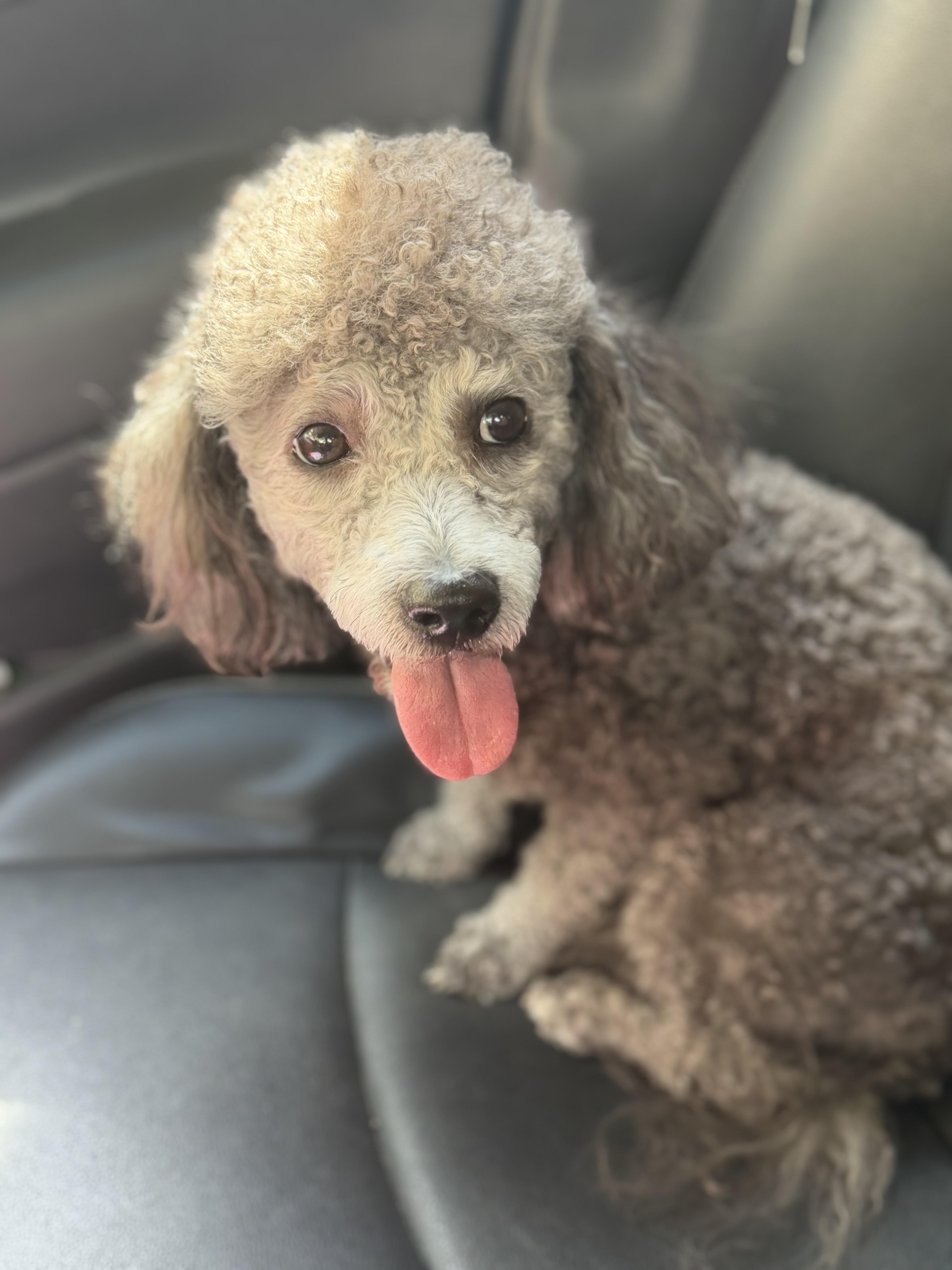 Enlarge Cooper, a Adoptable Miniature Poodle in Yuba City, CA image 4/5