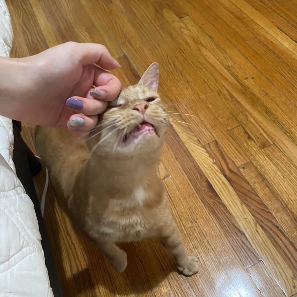 Mogli — thumbnail 2