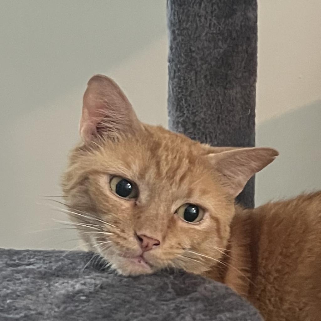 Mogli — thumbnail 3