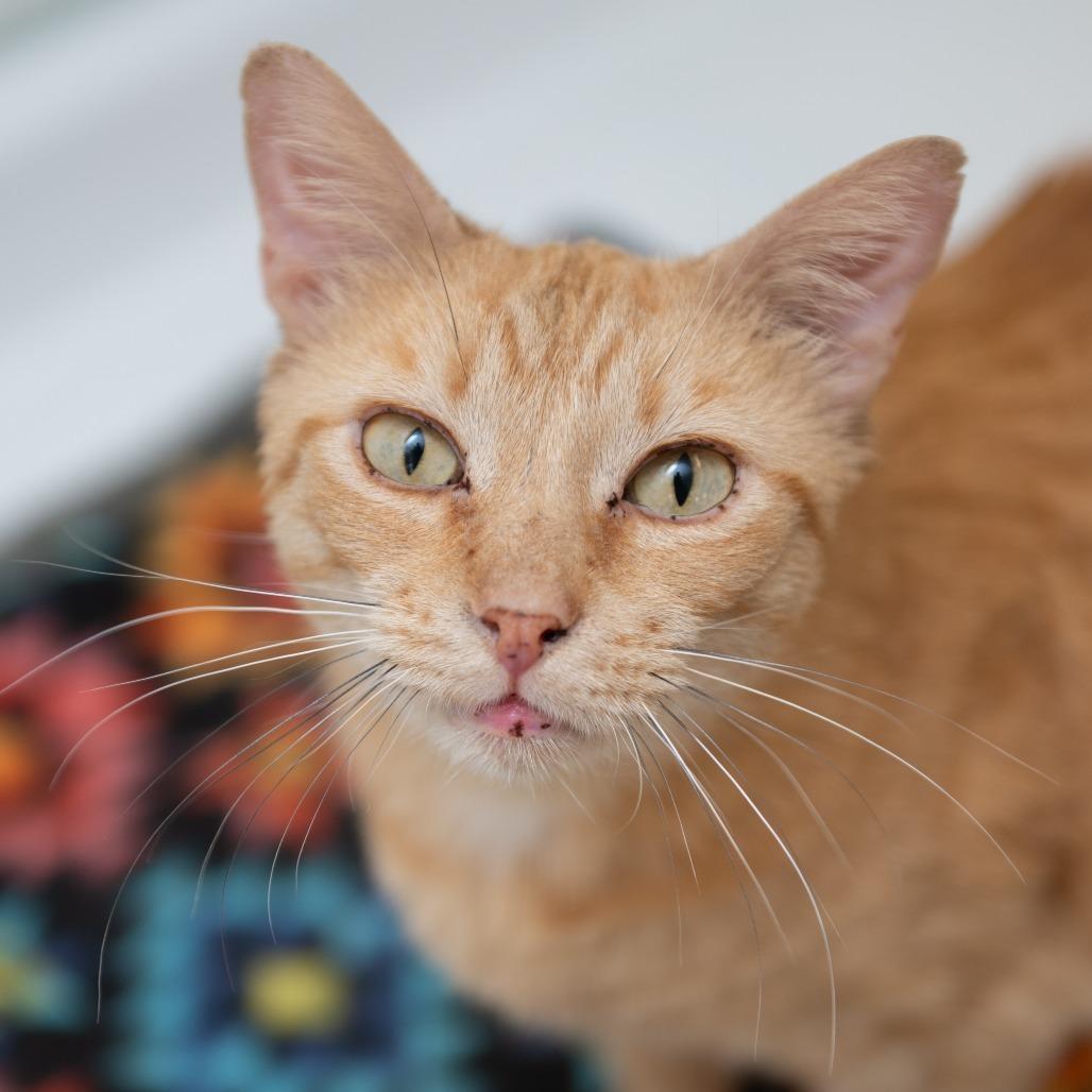 Mogli — thumbnail 4