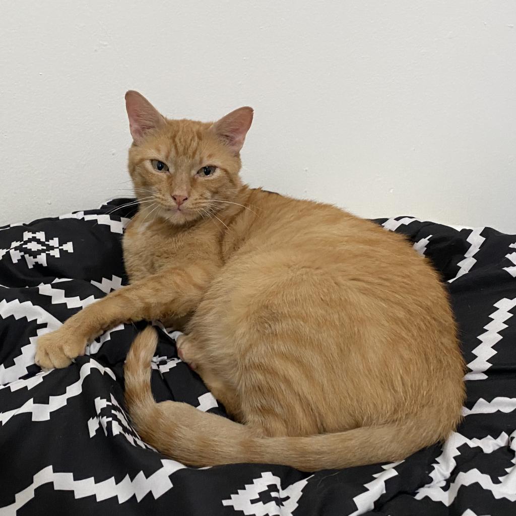 Mogli — thumbnail 5