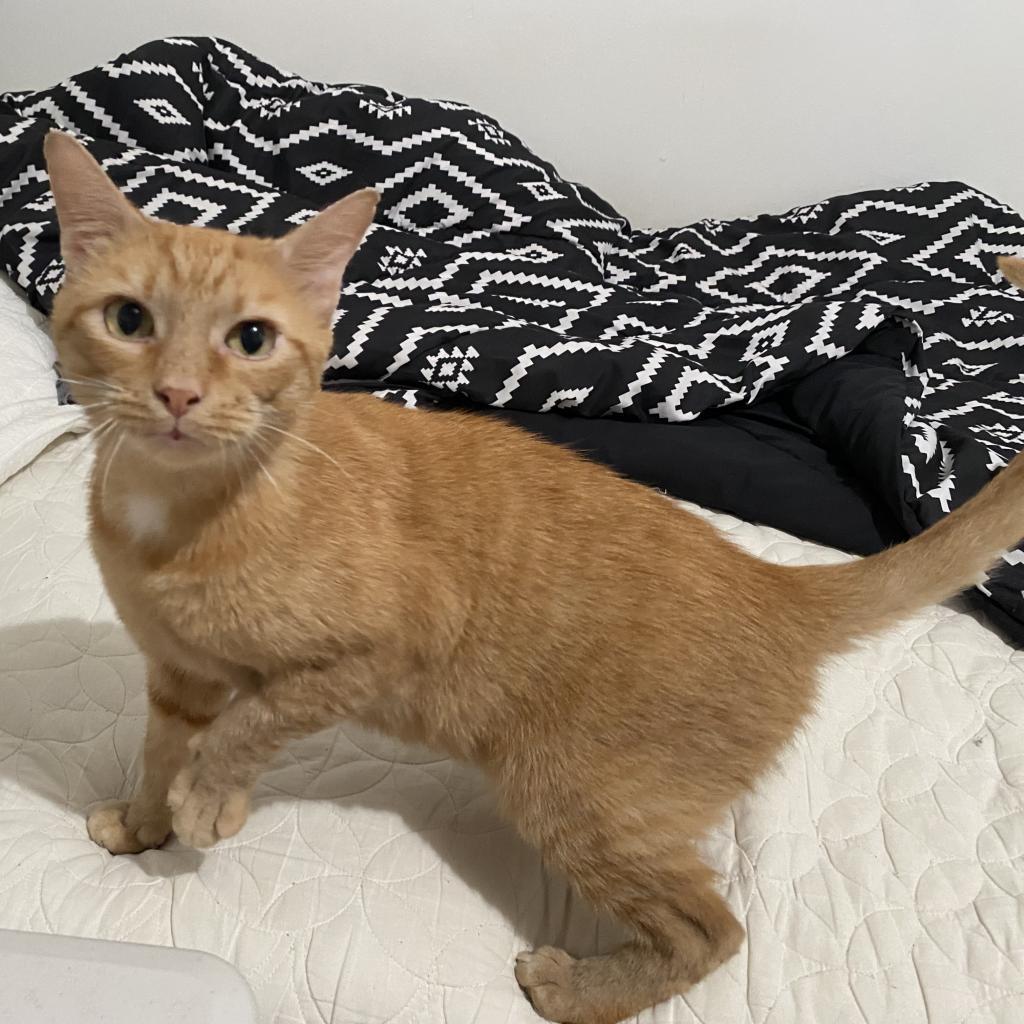 Mogli — thumbnail 6