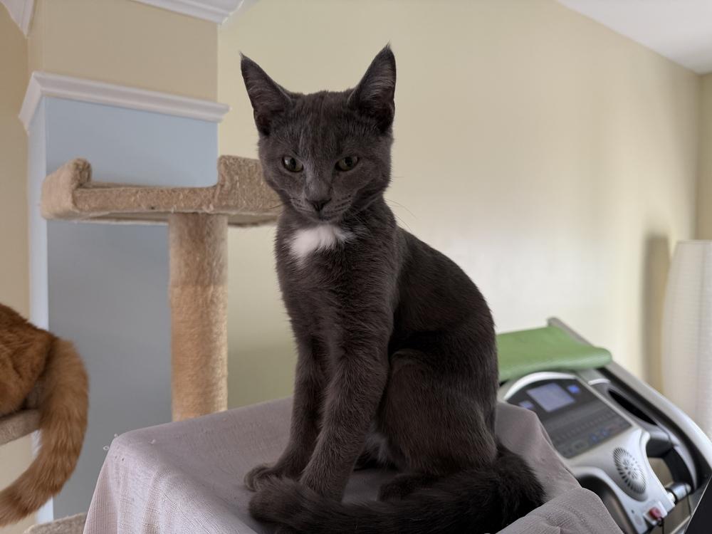 Enlarge Poncho, a Adoptable Domestic Long Hair in Mooresville, NC image 1/4