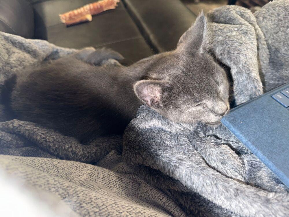 Enlarge Poncho, a Adoptable Domestic Long Hair in Mooresville, NC image 1/4