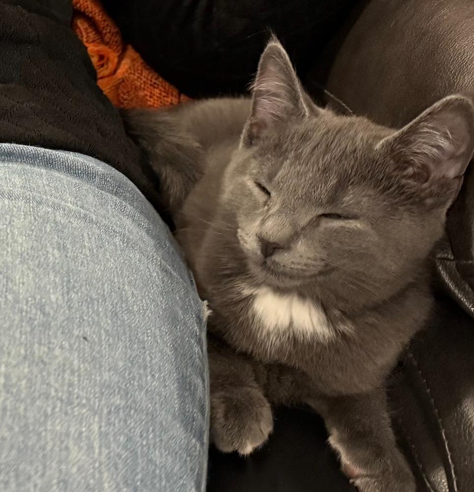 Enlarge Poncho, a Adoptable Domestic Long Hair in Mooresville, NC image 2/4