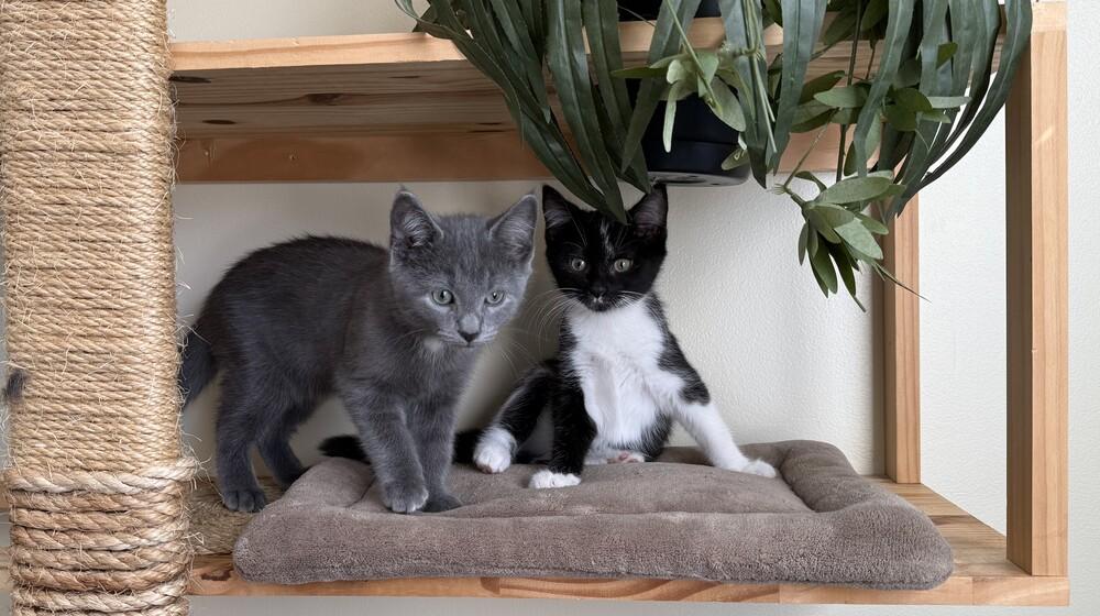 Enlarge Poncho, a Adoptable Domestic Long Hair in Mooresville, NC image 3/4