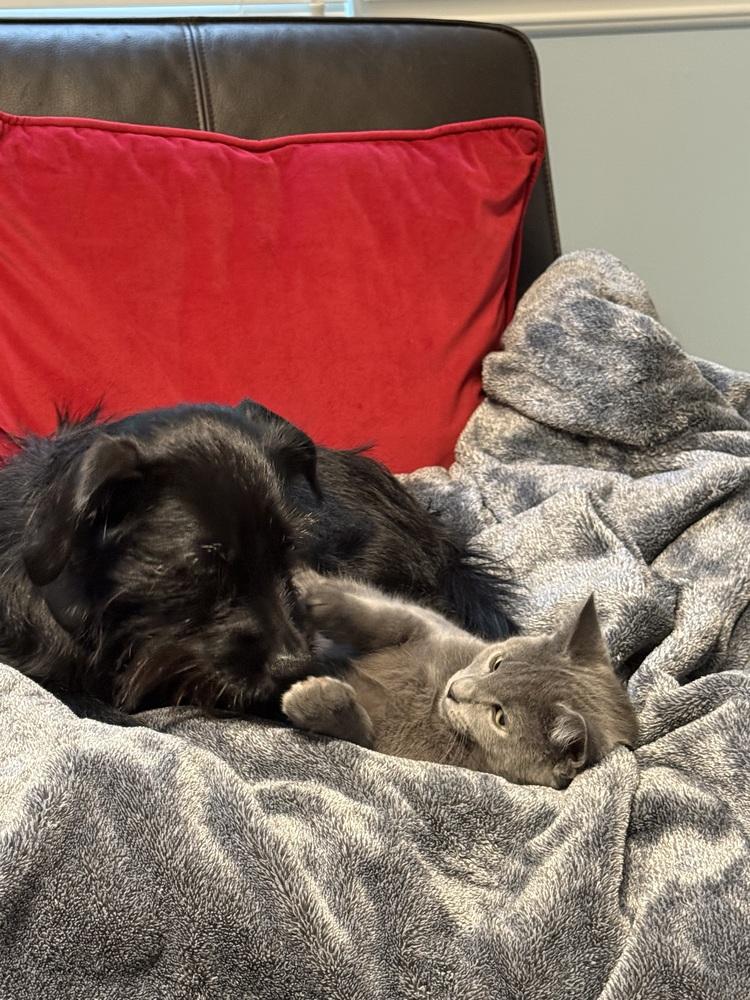 Enlarge Poncho, a Adoptable Domestic Long Hair in Mooresville, NC image 4/4