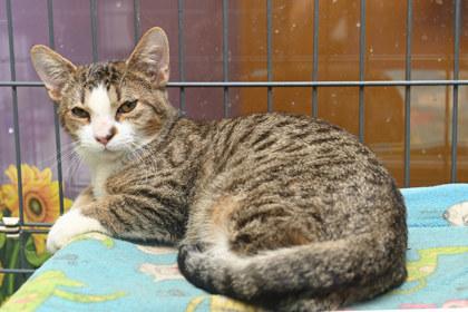 Cha Nom, Adoptable, Young Male Domestic Short Hair.