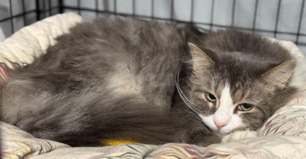 S-Titan Moon, Adoptable, Senior Male Domestic Long Hair.