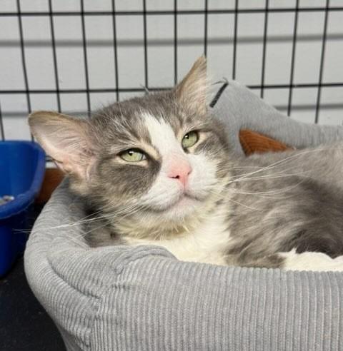 Enlarge S-Titan Moon, a Adoptable mixed breed in Windsor, CT image 2/2