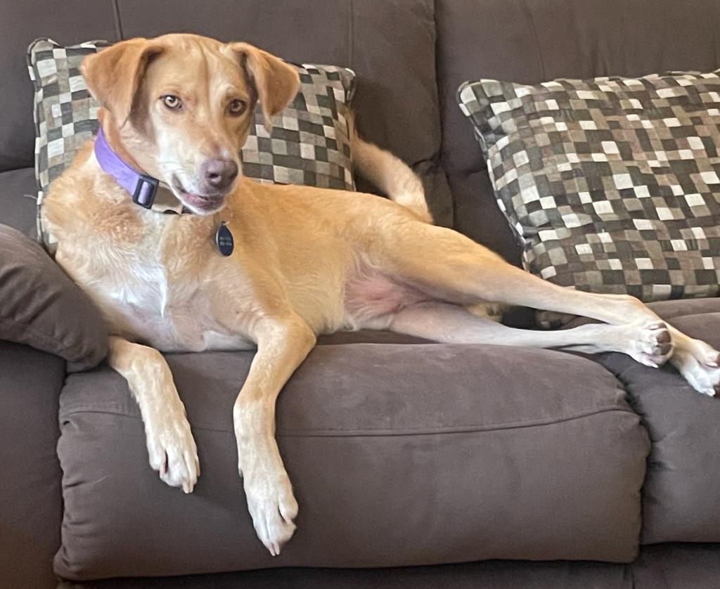 Enlarge Mando, a Adopted mixed breed in Santa Rosa, CA image 2/5