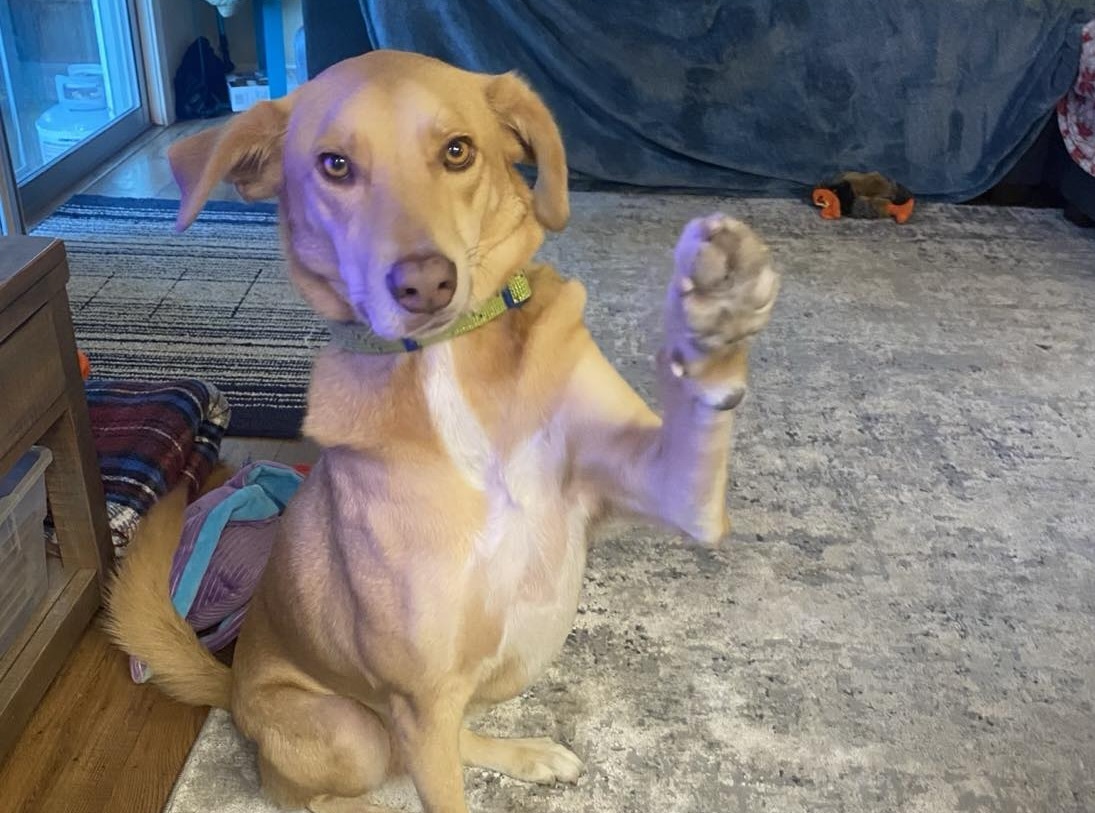 Mando, Adopted, Adult Male Yellow Labrador Retriever & Mixed Breed.