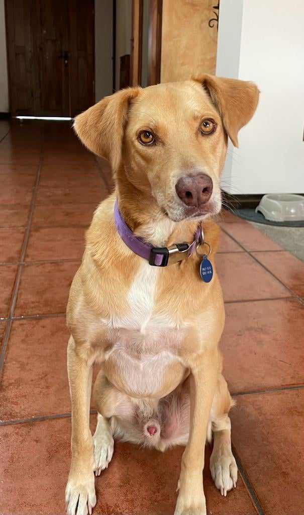 Enlarge Mando, a Adopted mixed breed in Santa Rosa, CA image 4/5