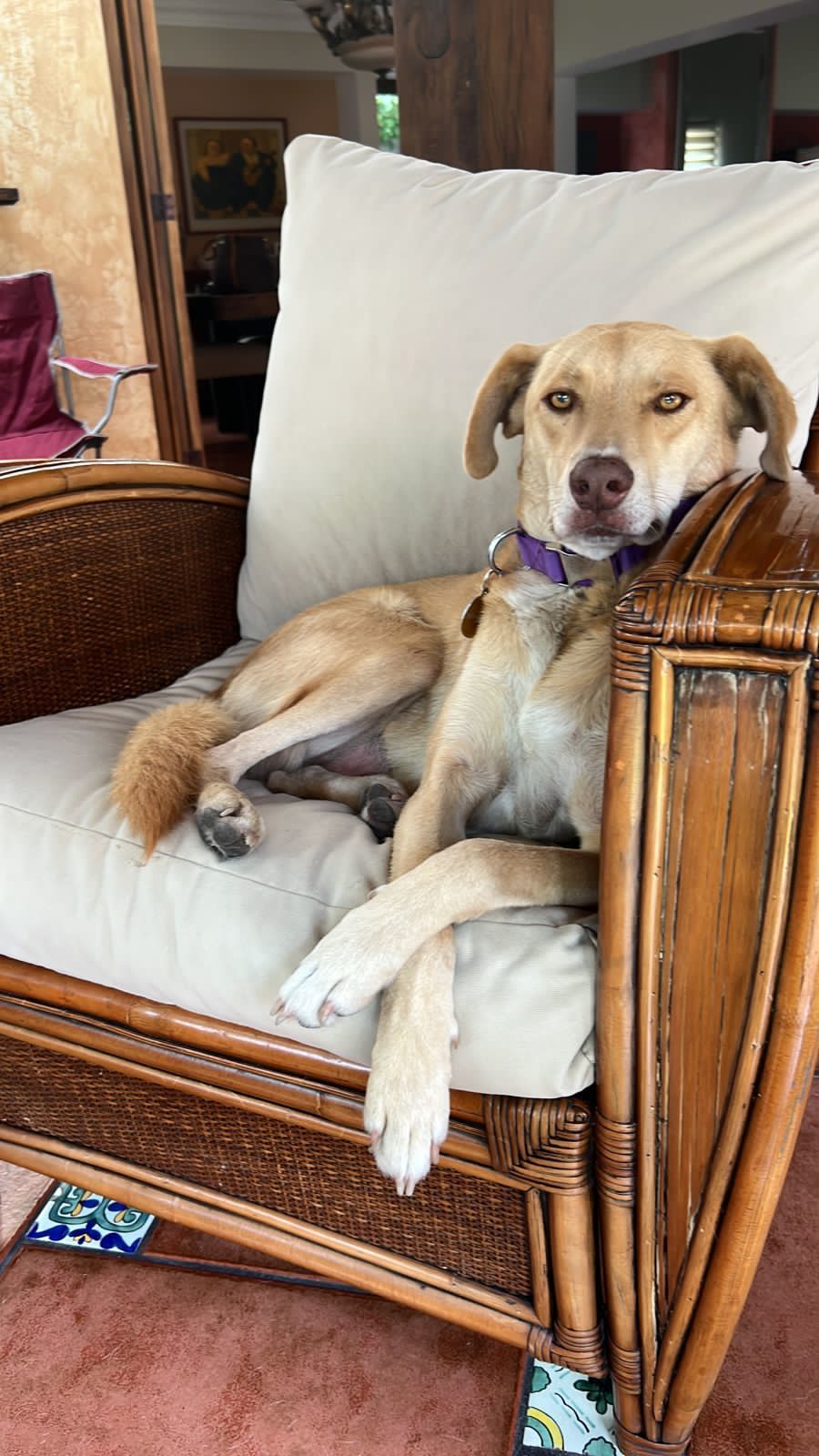 Enlarge Mando, a Adopted mixed breed in Santa Rosa, CA image 5/5