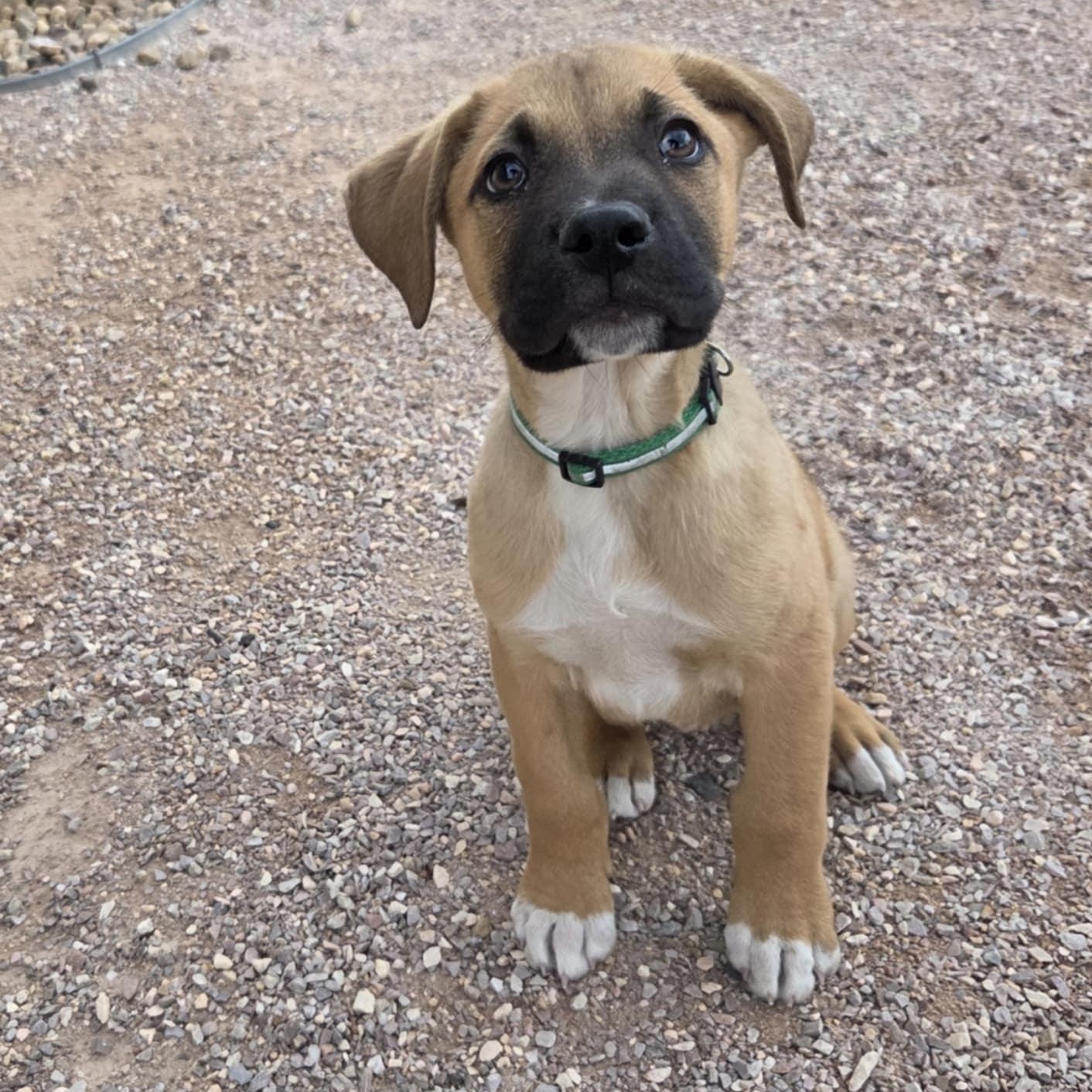 JOKER, ADOPTABLE, Puppy Male Mixed Breed.