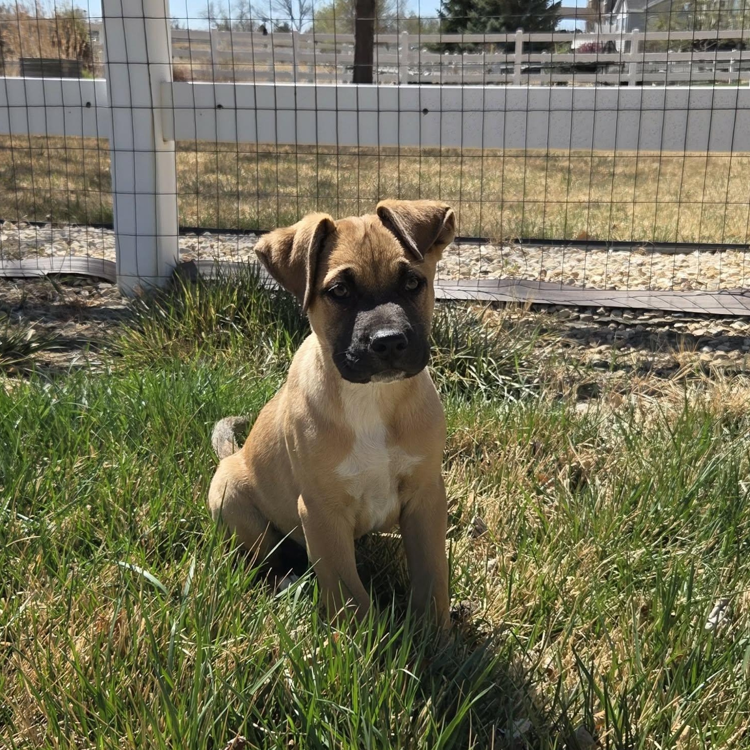 JOKER, ADOPTABLE, Puppy Male Mixed Breed.