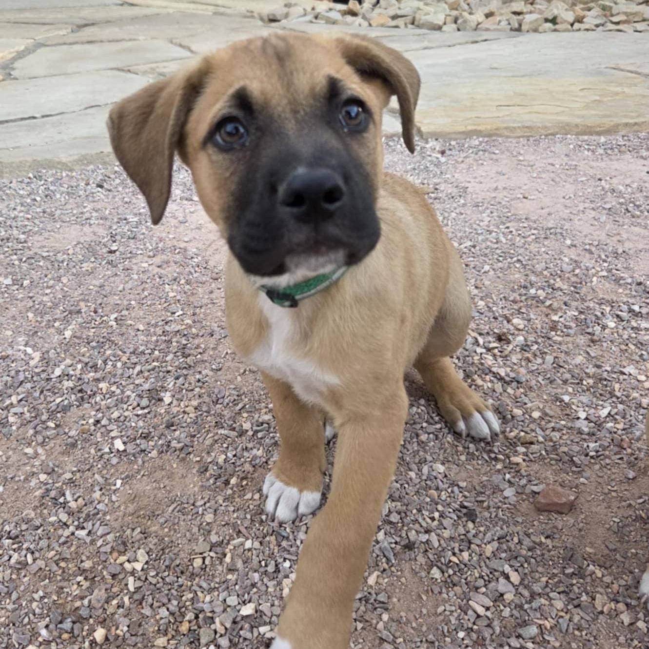 Enlarge JOKER, a ADOPTABLE mixed breed in Loveland, CO image 4/6