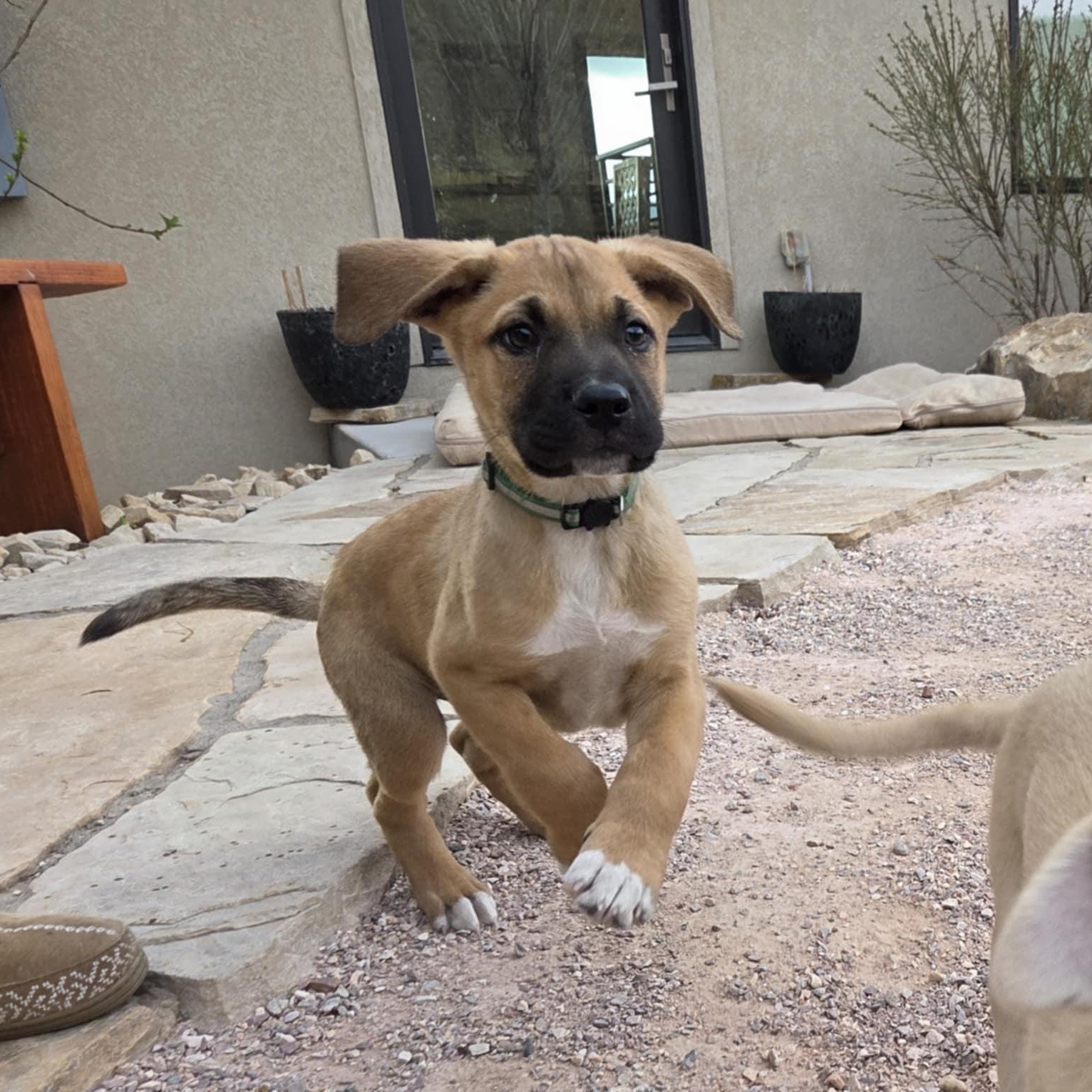 Enlarge JOKER, a ADOPTABLE mixed breed in Loveland, CO image 6/6