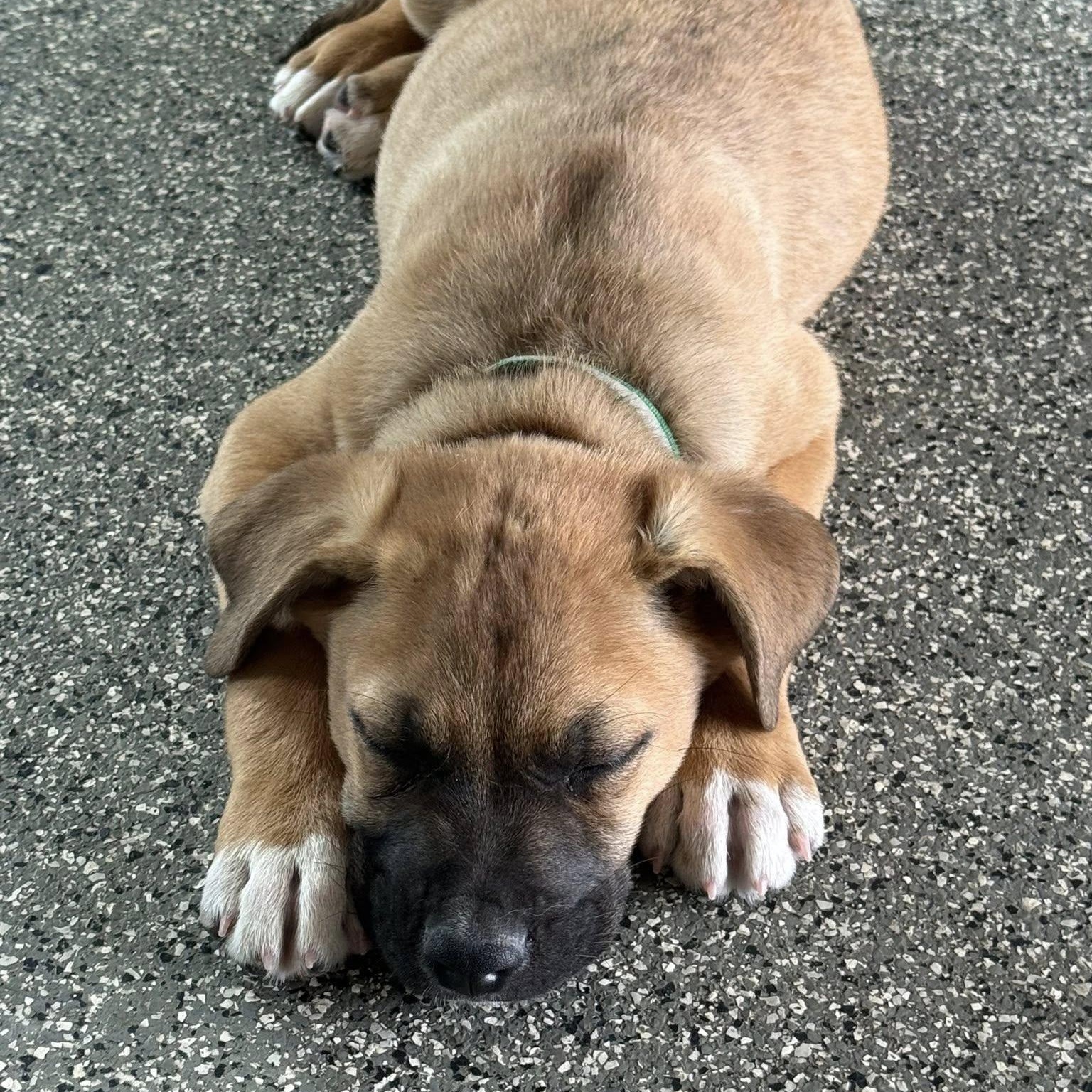 Enlarge JOKER, a ADOPTABLE mixed breed in Loveland, CO image 2/6