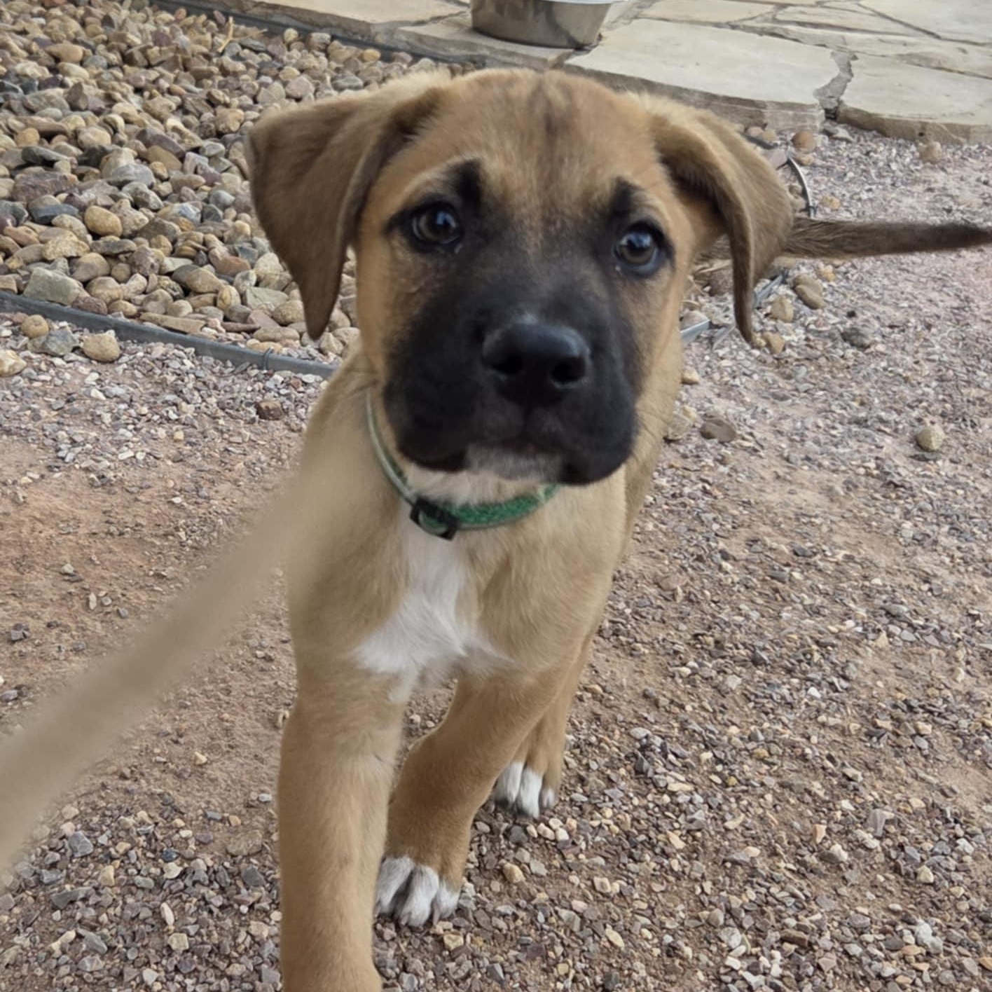 Enlarge JOKER, a ADOPTABLE mixed breed in Loveland, CO image 3/6