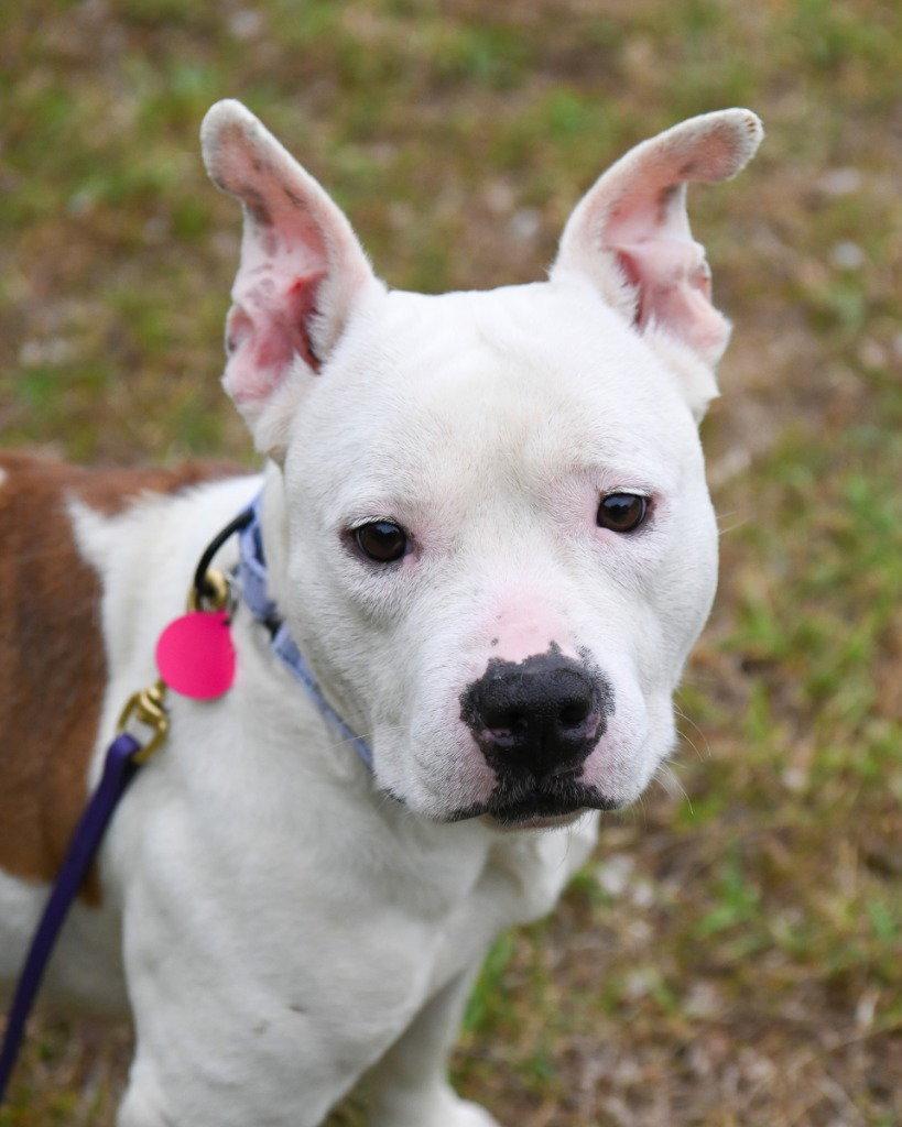 DA 10 Pudge, Adoptable, Adult Female English Bulldog & Pit Bull Terrier.