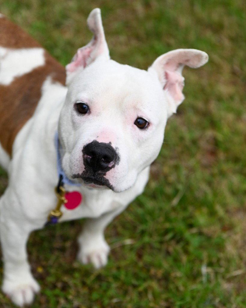 Enlarge DA 10 Pudge, a Adoptable mixed breed in Glen Allen, VA image 2/3