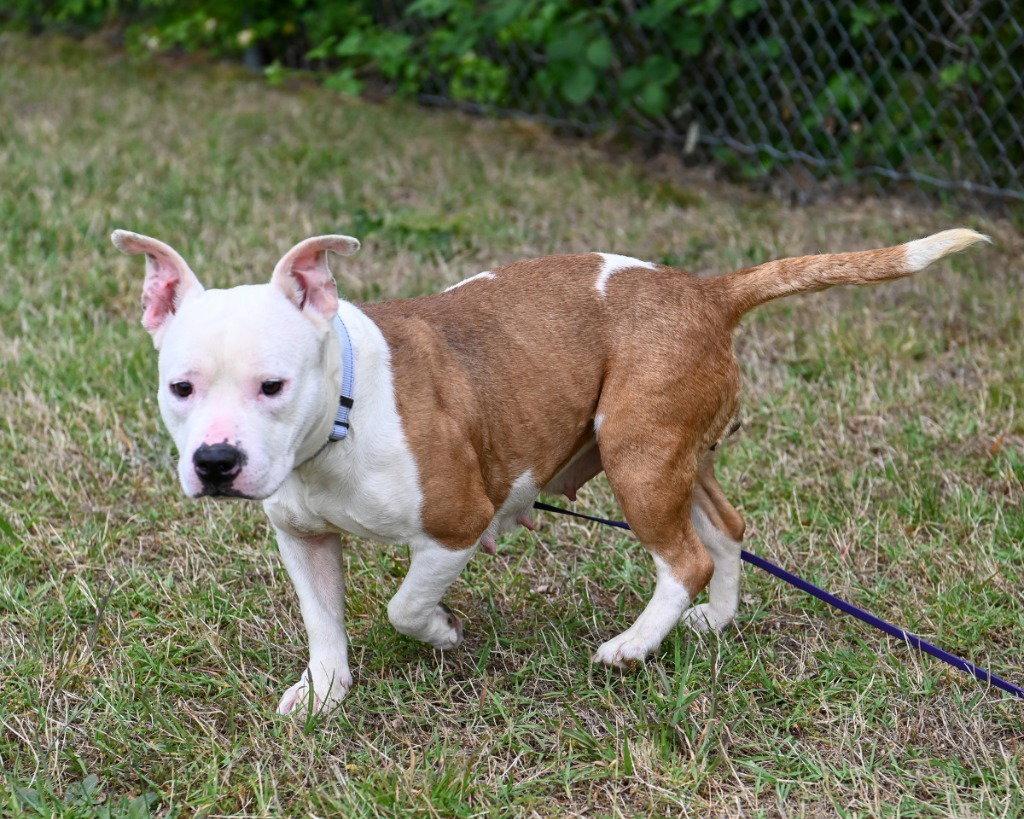 Enlarge DA 10 Pudge, a Adoptable mixed breed in Glen Allen, VA image 3/3