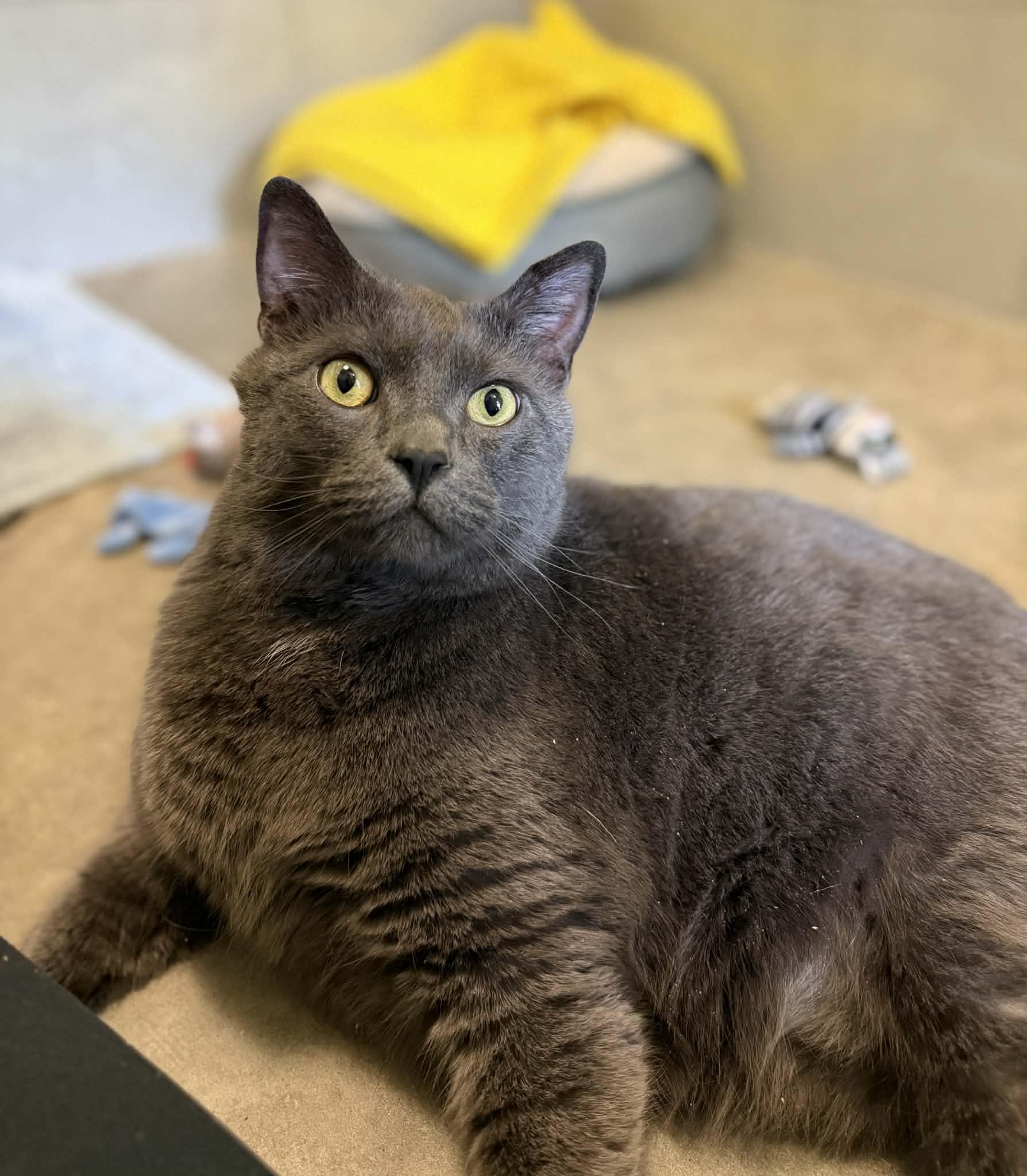 Dagger, Adoptable, Senior Male Domestic Short Hair.