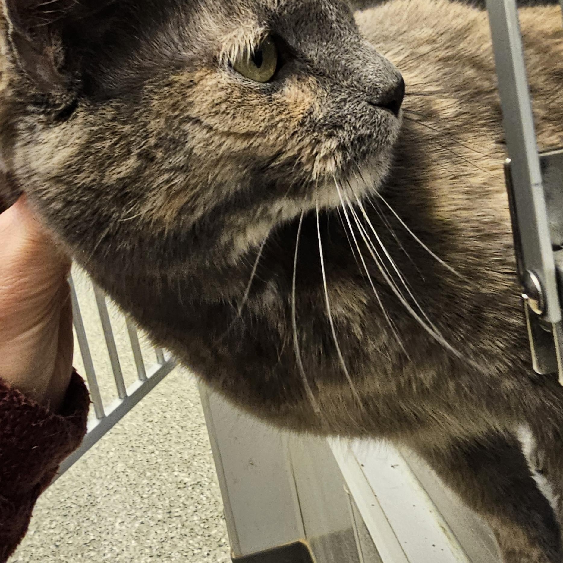 Peanut 51762, a Adoptable Domestic Short Hair in Cedar Rapids, IA image 2/5