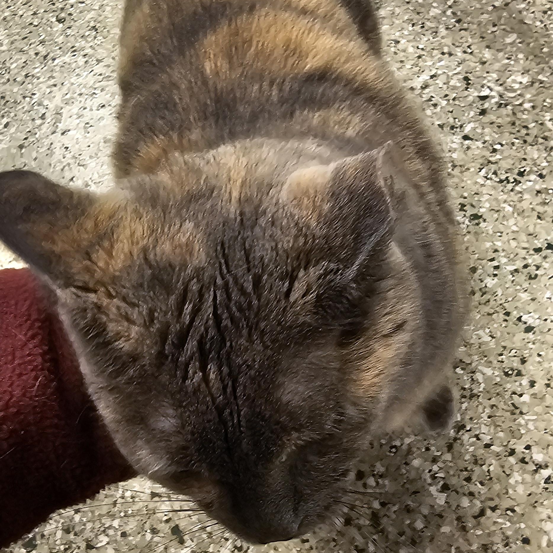 Peanut 51762, a Adoptable Domestic Short Hair in Cedar Rapids, IA image 3/5