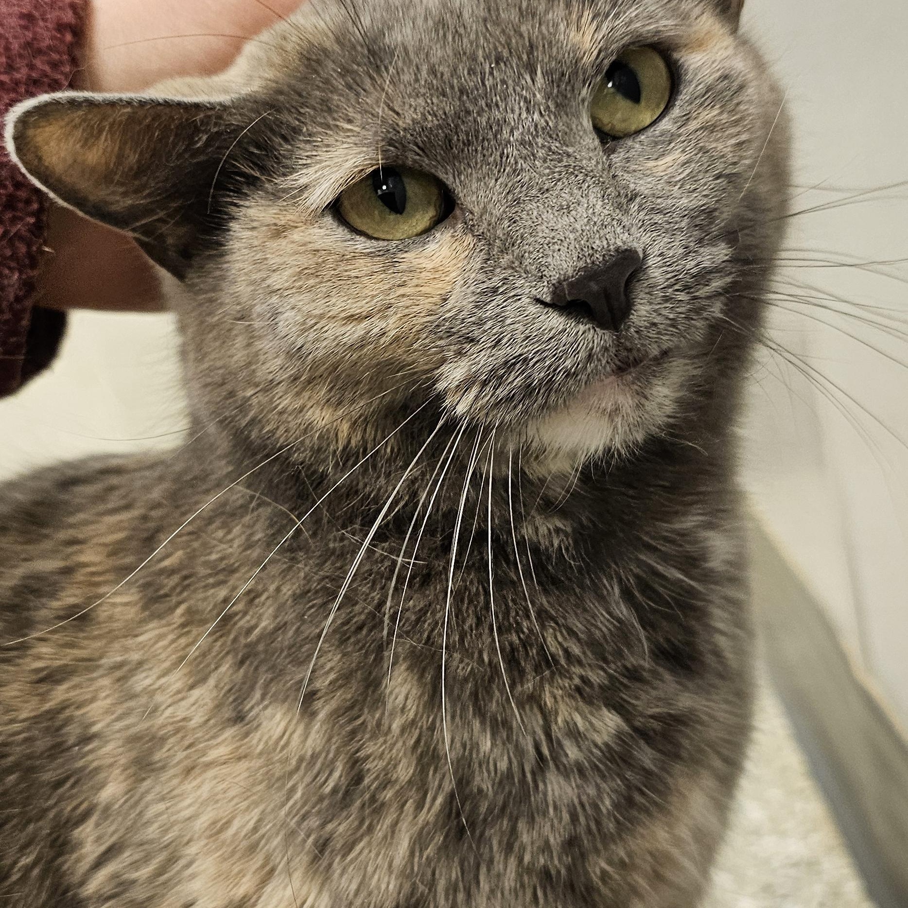 Peanut 51762, Adoptable, Adult Female Domestic Short Hair.