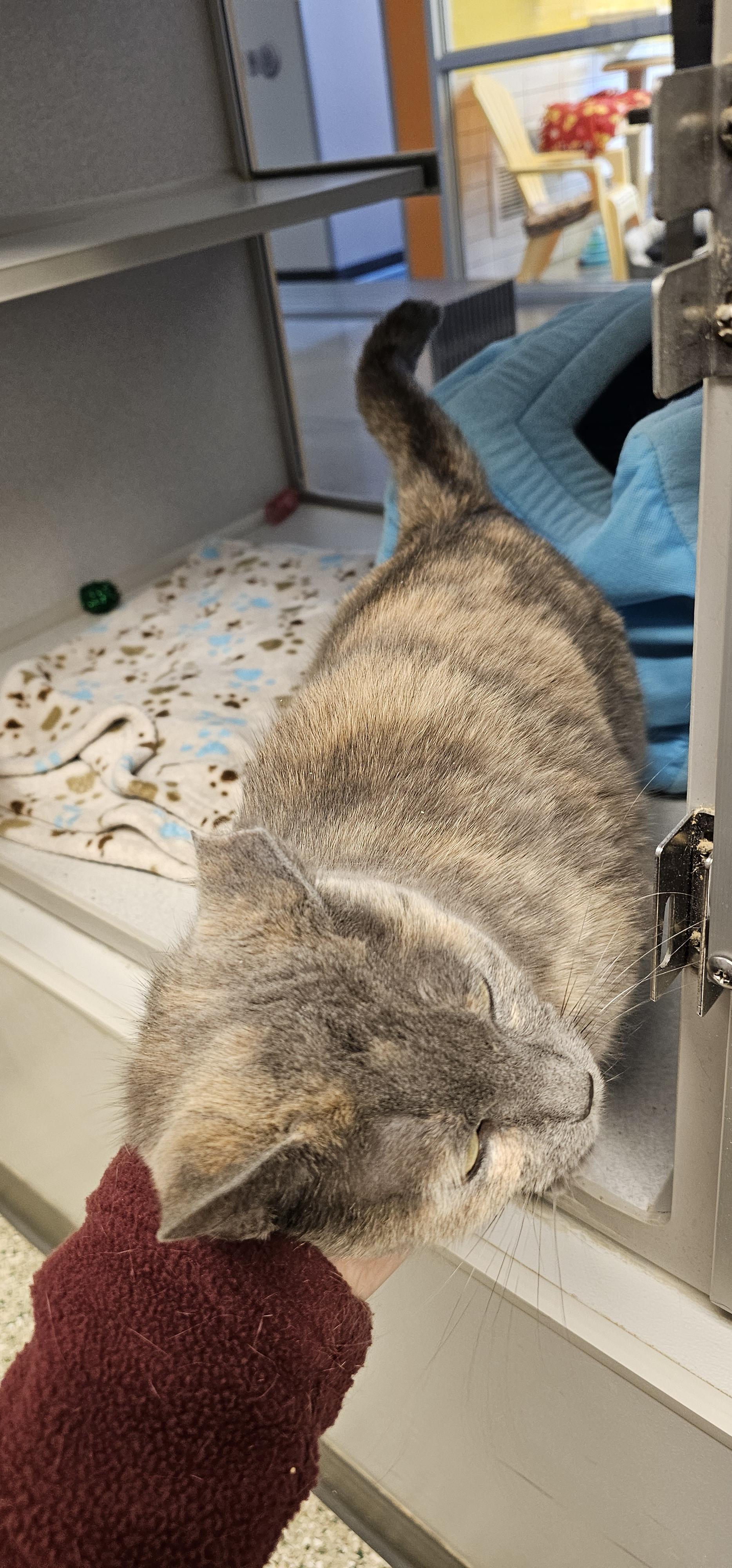 Peanut 51762, a Adoptable Domestic Short Hair in Cedar Rapids, IA image 4/5