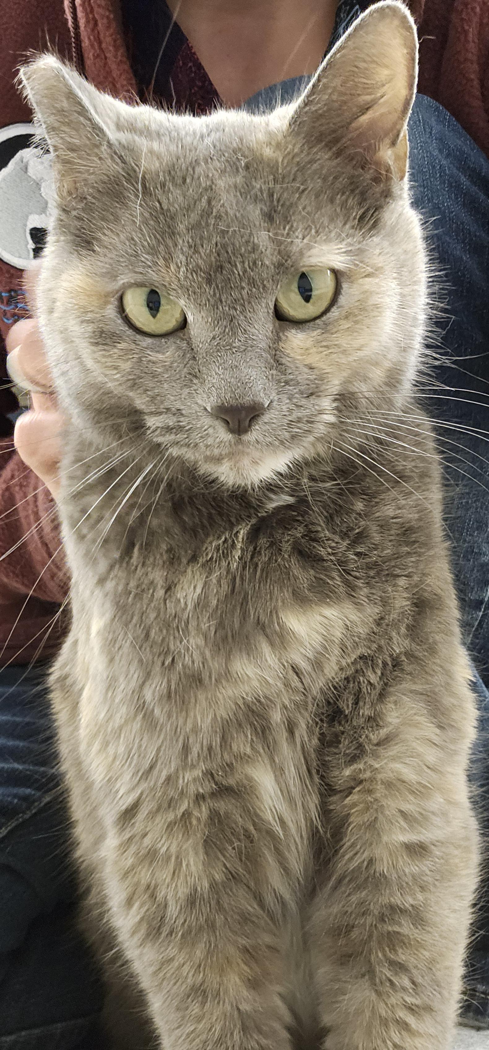 Peanut 51762, a Adoptable Domestic Short Hair in Cedar Rapids, IA image 5/5