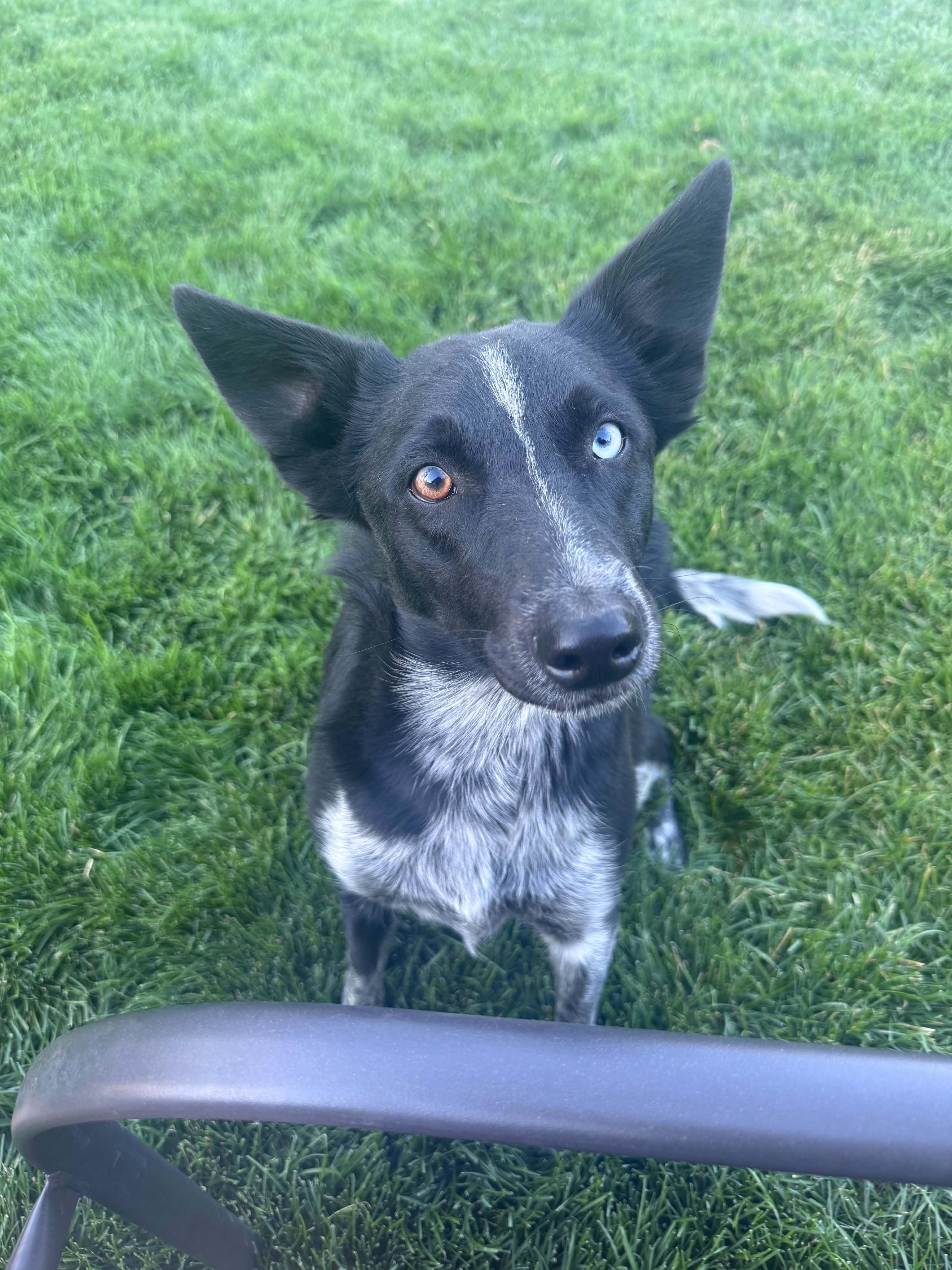 Enlarge Luna, an adopted mixed breed in Bend, OR image 2/5