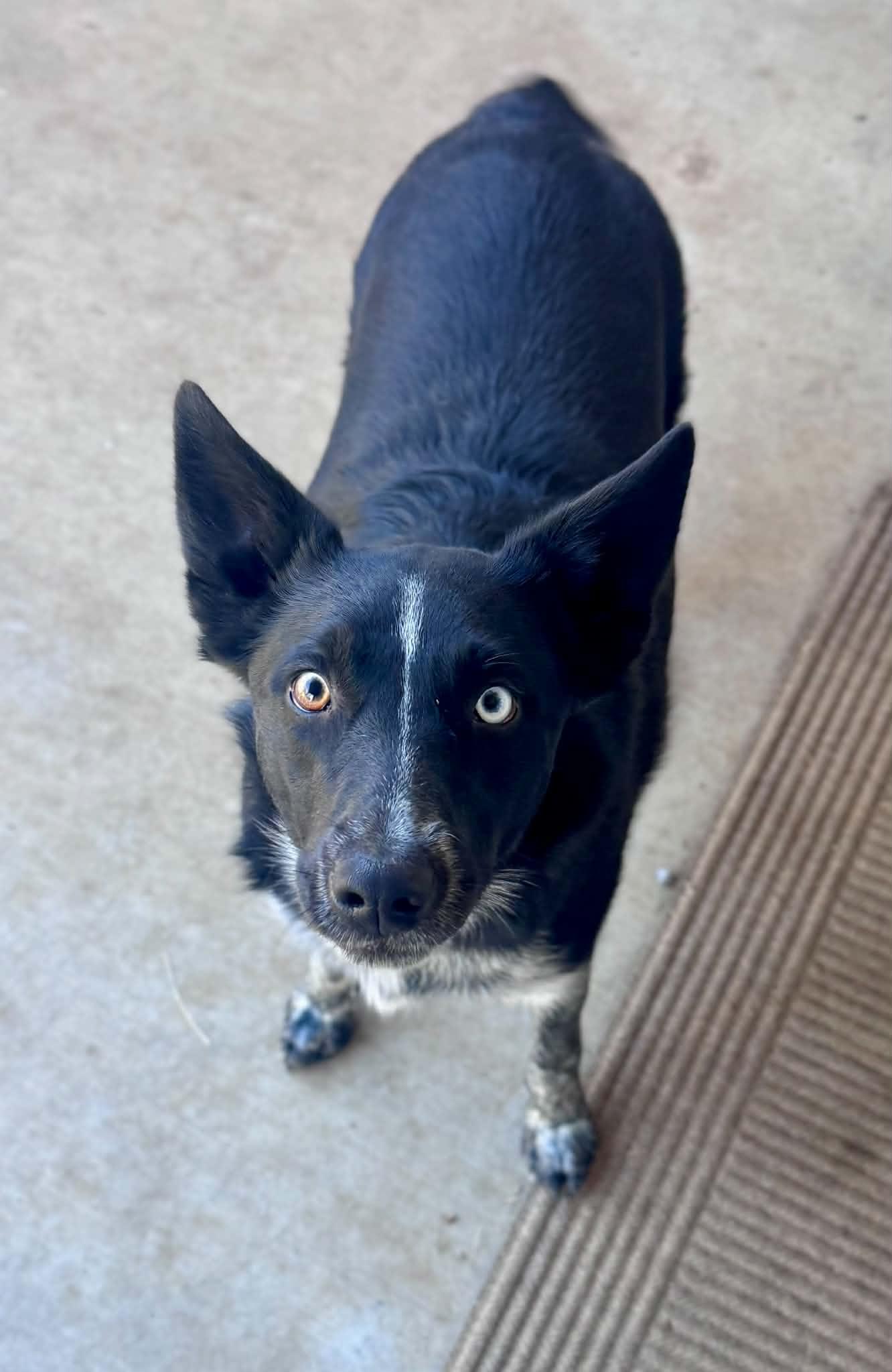 Enlarge Luna, an adopted mixed breed in Bend, OR image 4/5