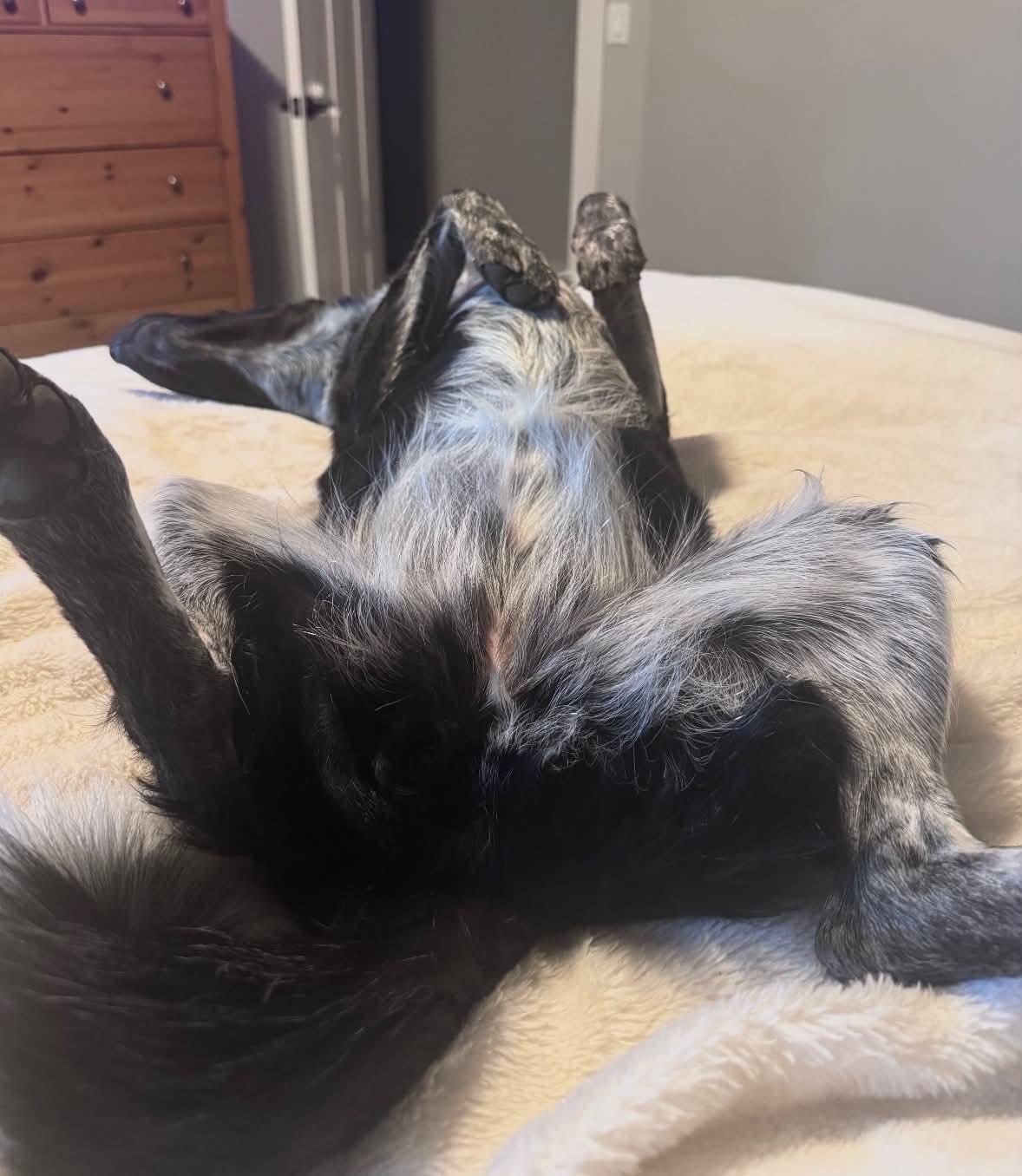 Enlarge Luna, an adopted mixed breed in Bend, OR image 3/5