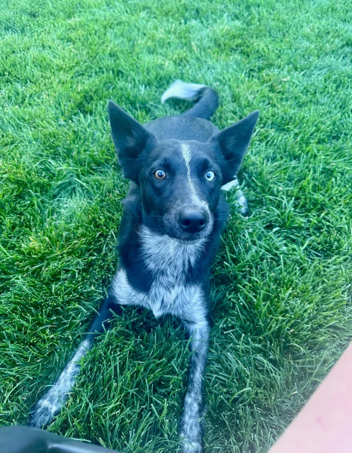 Luna, adopted, Young Female Australian Cattle Dog / Blue Heeler.