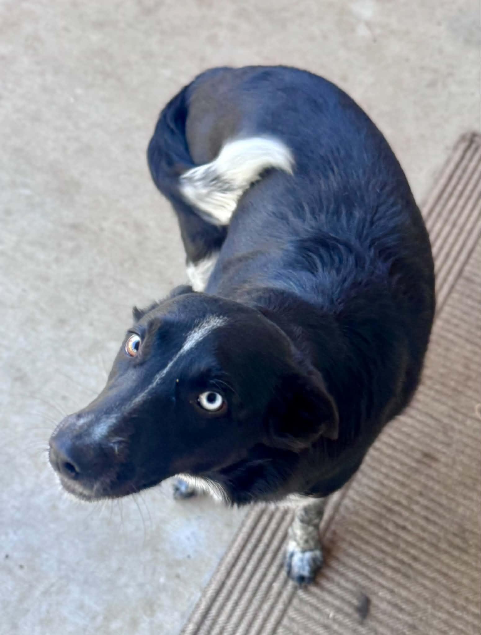 Enlarge Luna, an adopted mixed breed in Bend, OR image 5/5