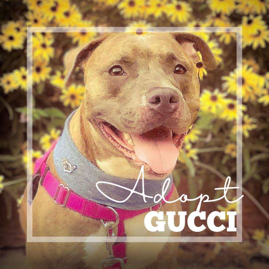 Enlarge Gucci, a Adoptable Pit Bull Terrier in Oceanside, NY image 1/5