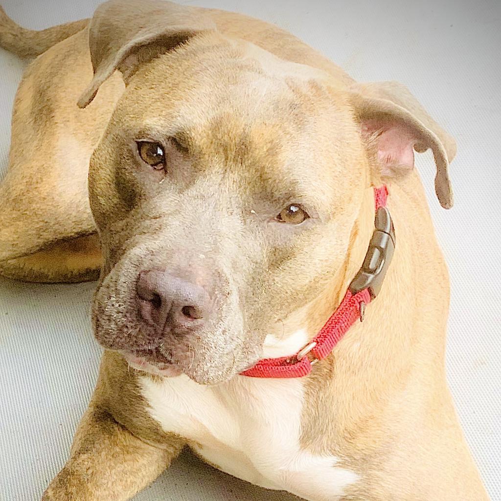 Enlarge Gucci, a Adoptable Pit Bull Terrier in Oceanside, NY image 2/5