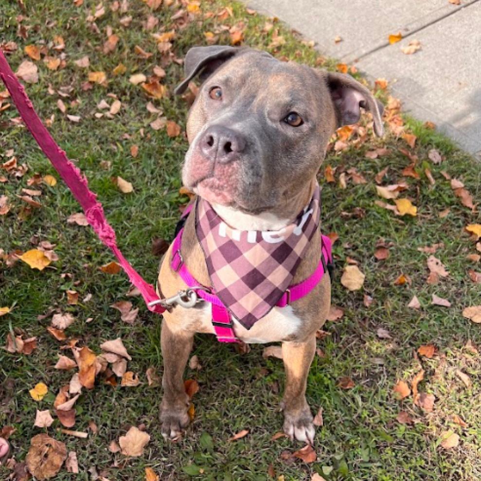 Enlarge Gucci, a Adoptable Pit Bull Terrier in Oceanside, NY image 4/5