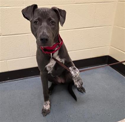 Enlarge TOPAZ, a Adoptable mixed breed in Denver, CO image 1/1